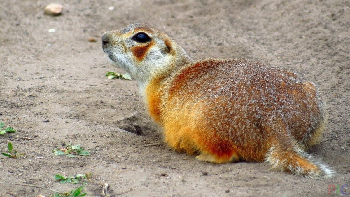 Луговые собачки Северной Америки