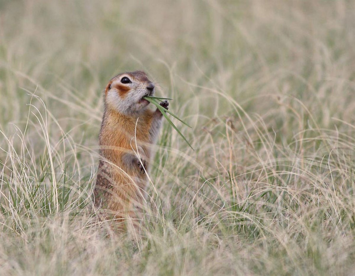 Степная Дрофа Дудак