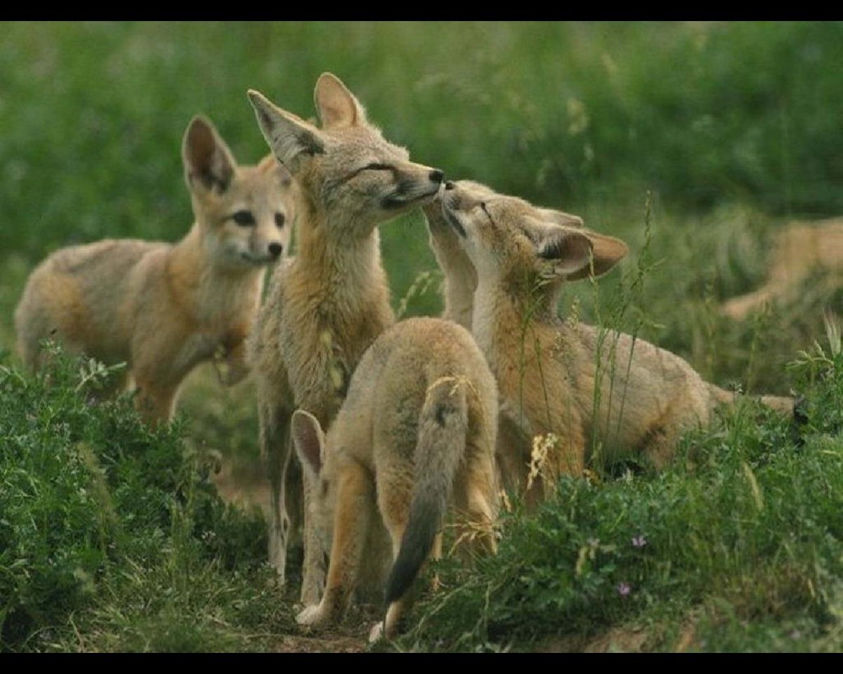 Степной Алтайский суслик