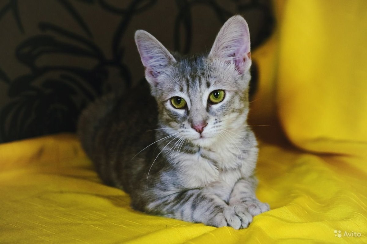 Ориентальные абиссинцы