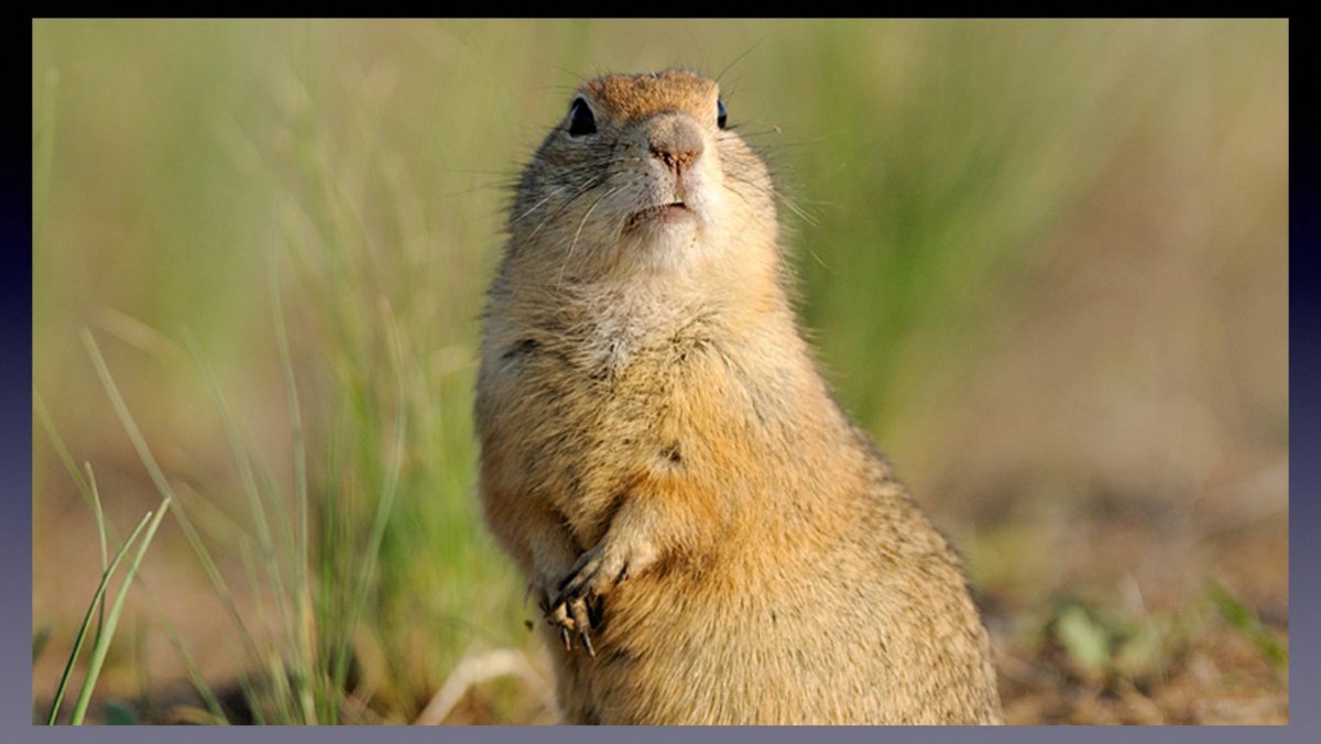 Тонкопалый суслик