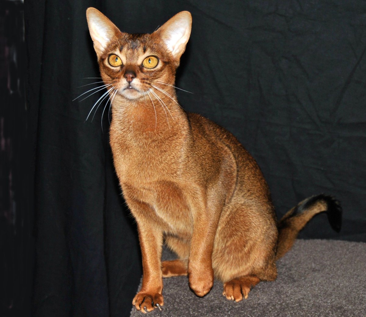 Канаани (Ханаани)