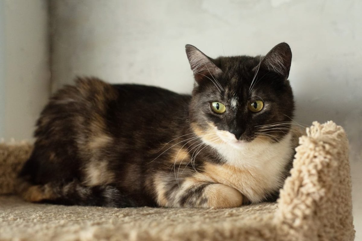 Коты метисы