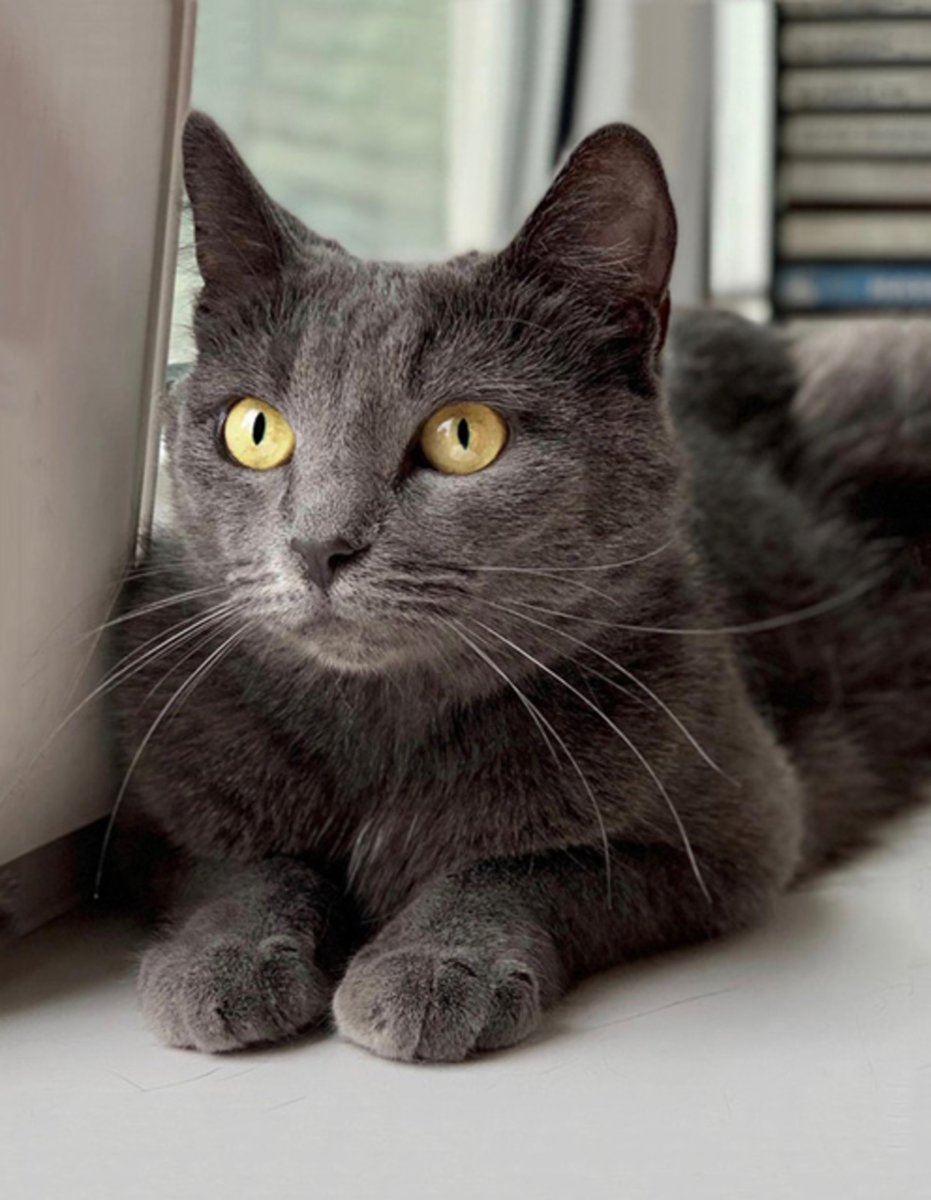 Кот метис серый