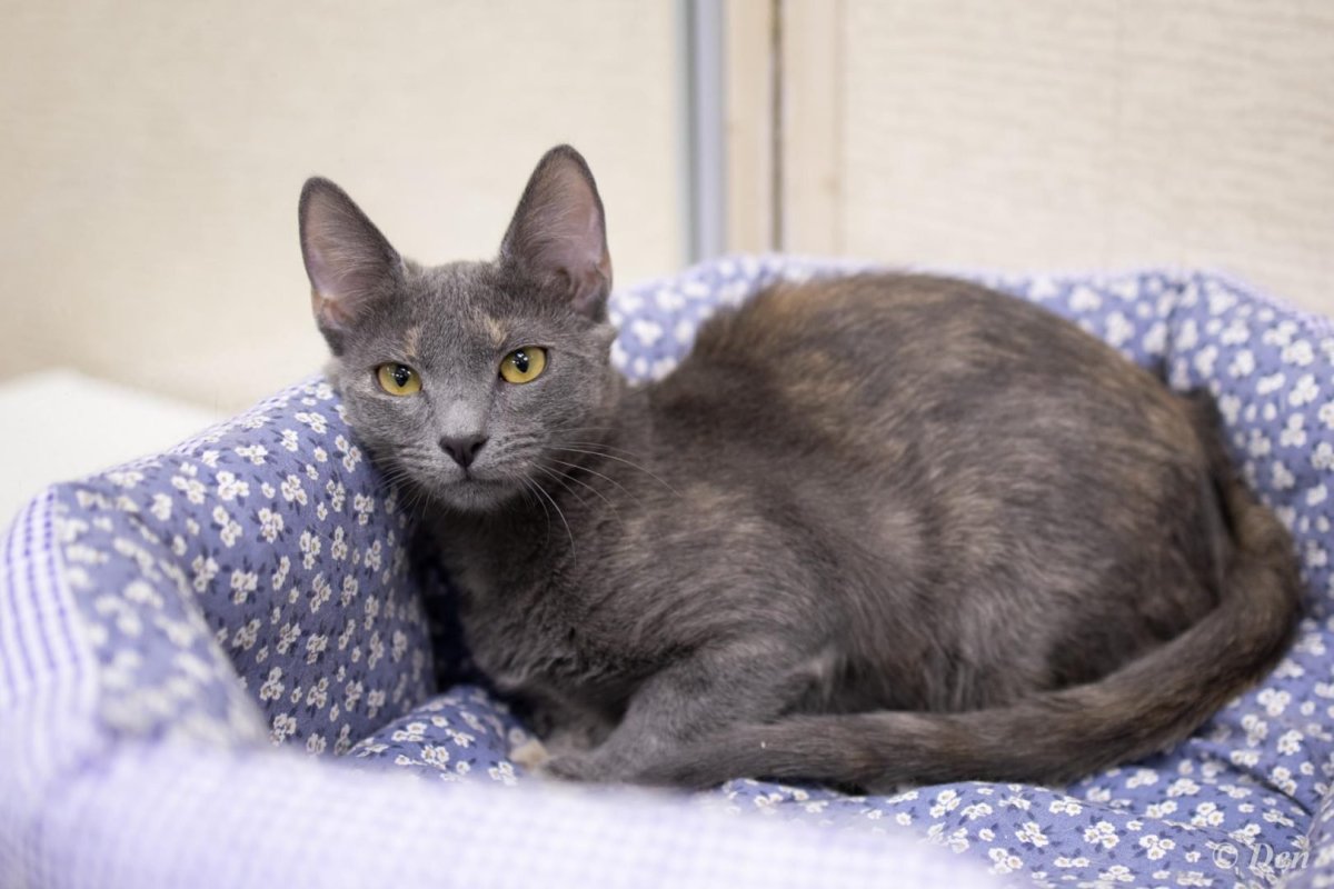 Коты породы Ориентал