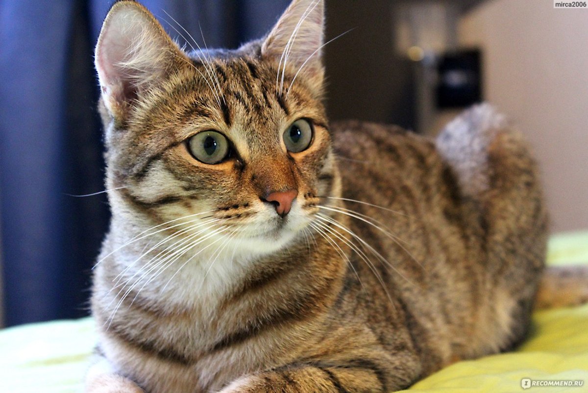 Метис кошка