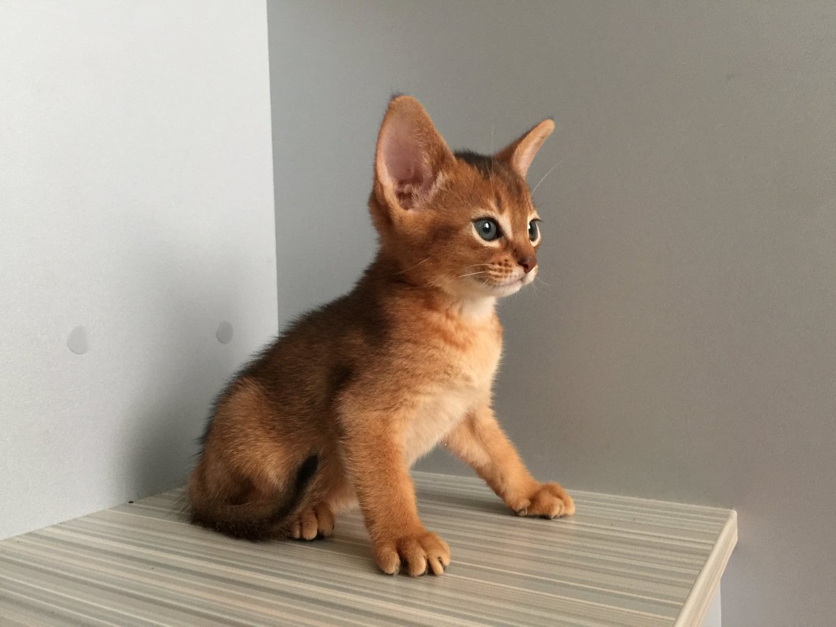 Кот породы метис