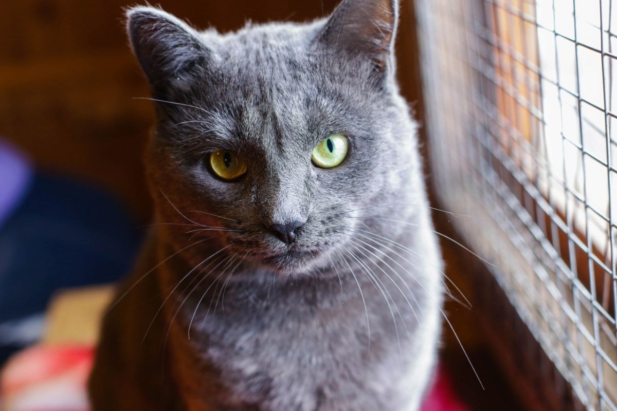 Американская Абиссинская кошка