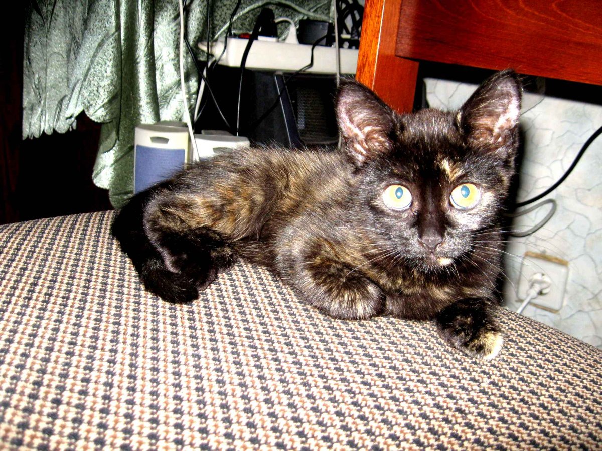 Кот и свинья