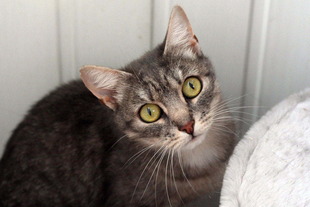 Европейский короткошерстный кот метис