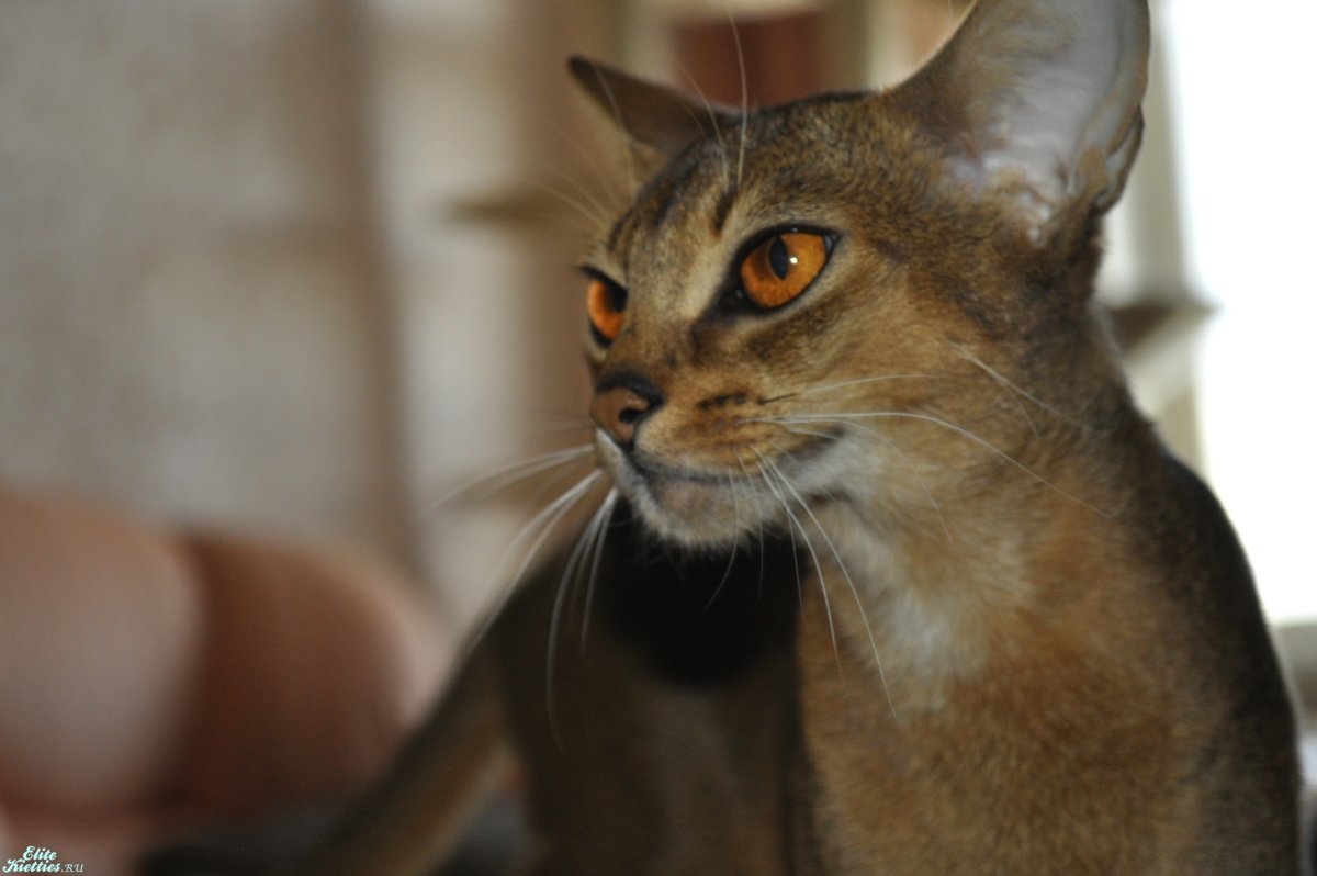 Кошачья порода метис