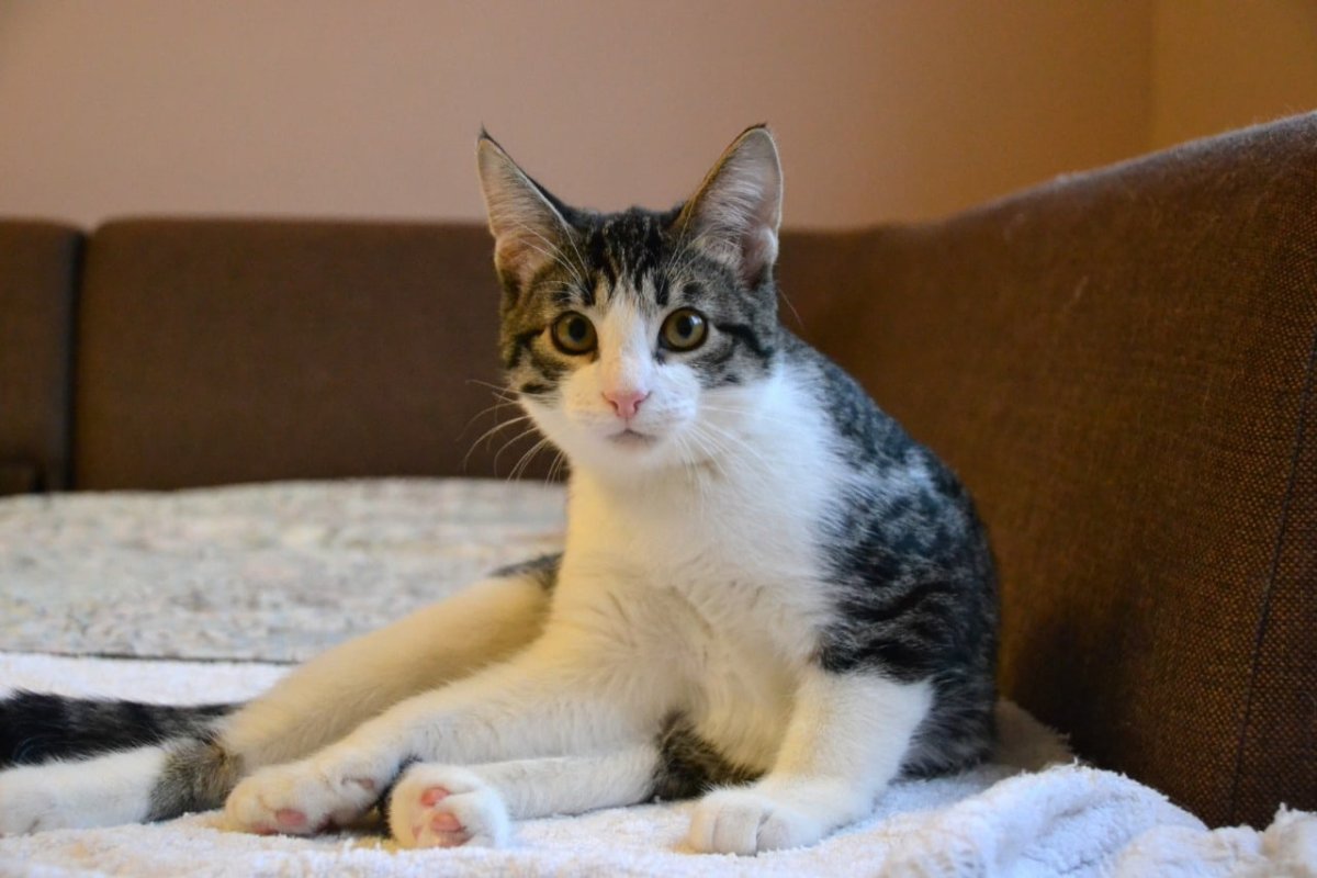 Метис кошка серая