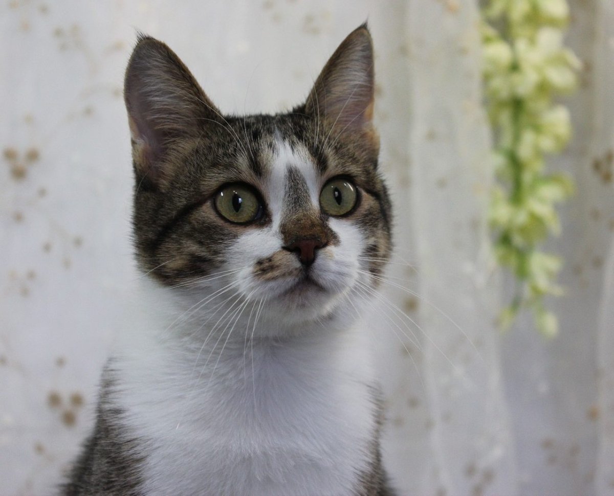 Метис порода кошек