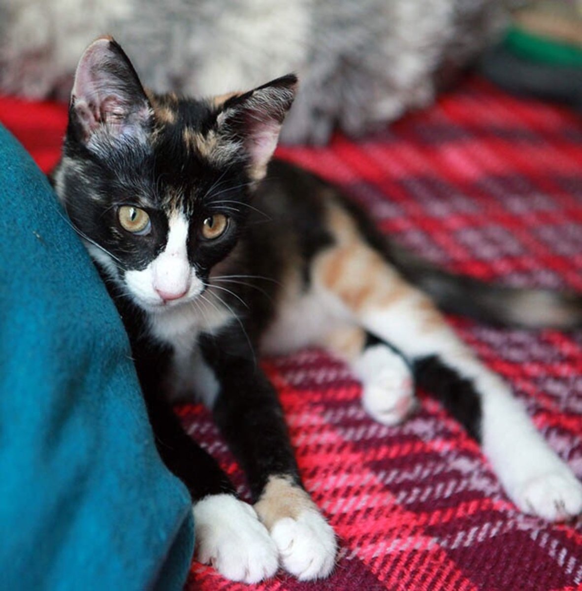 Барсик мальчик