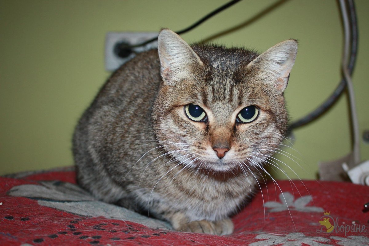 Метис порода кошек