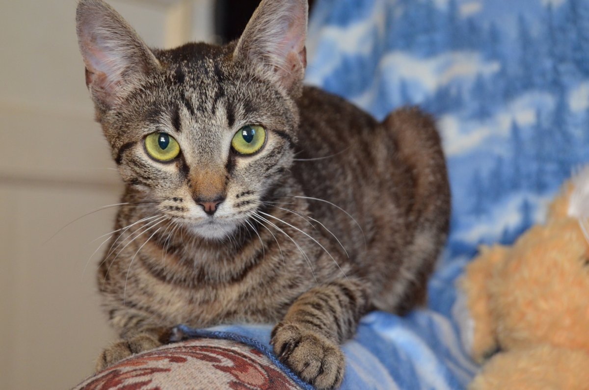 Коты метисы