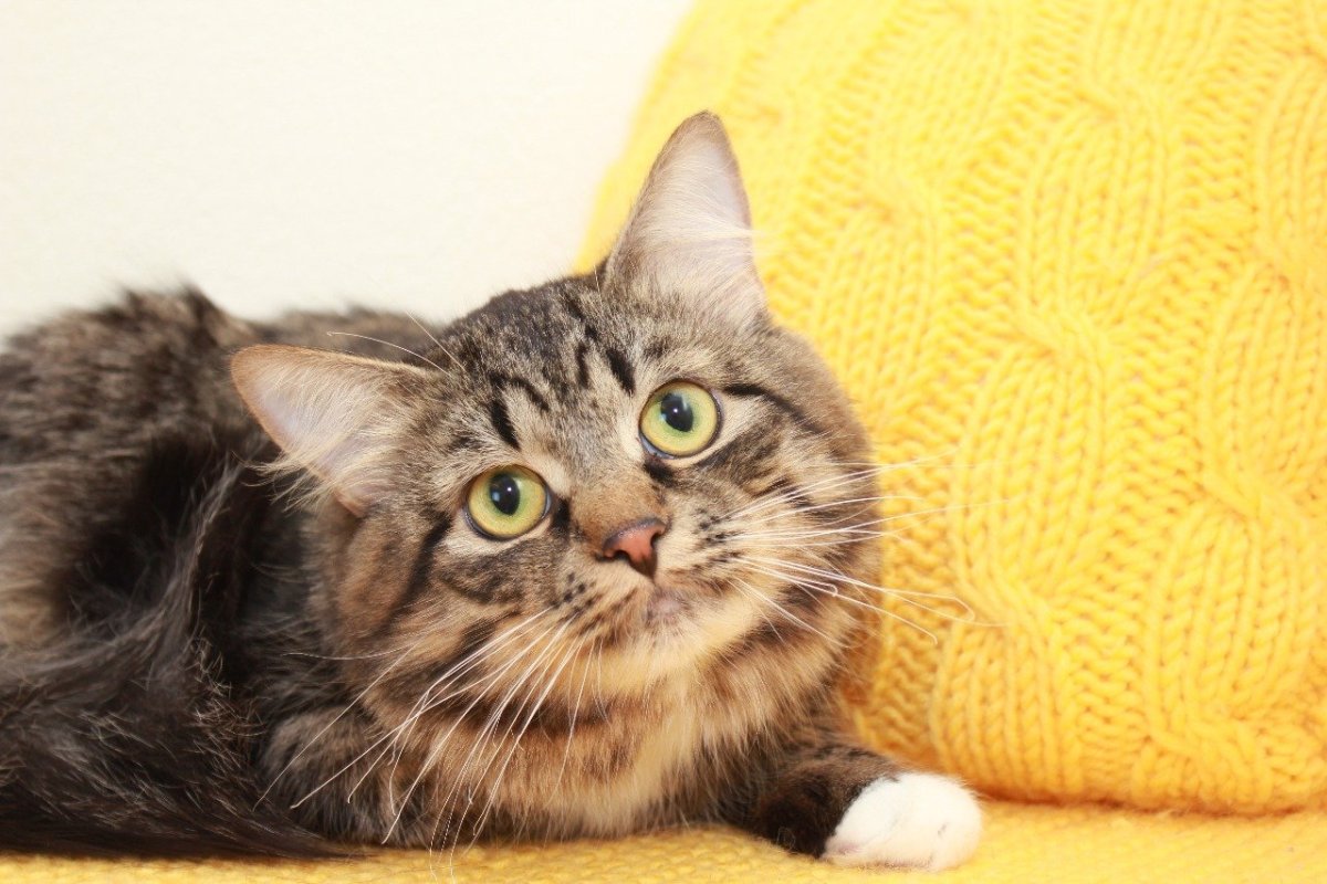 Кот породы метис