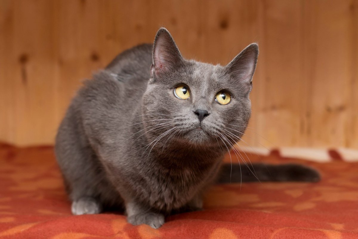 Метис порода кошек