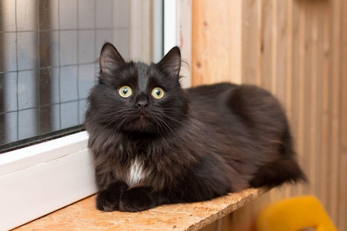 Кот Ориентал метис