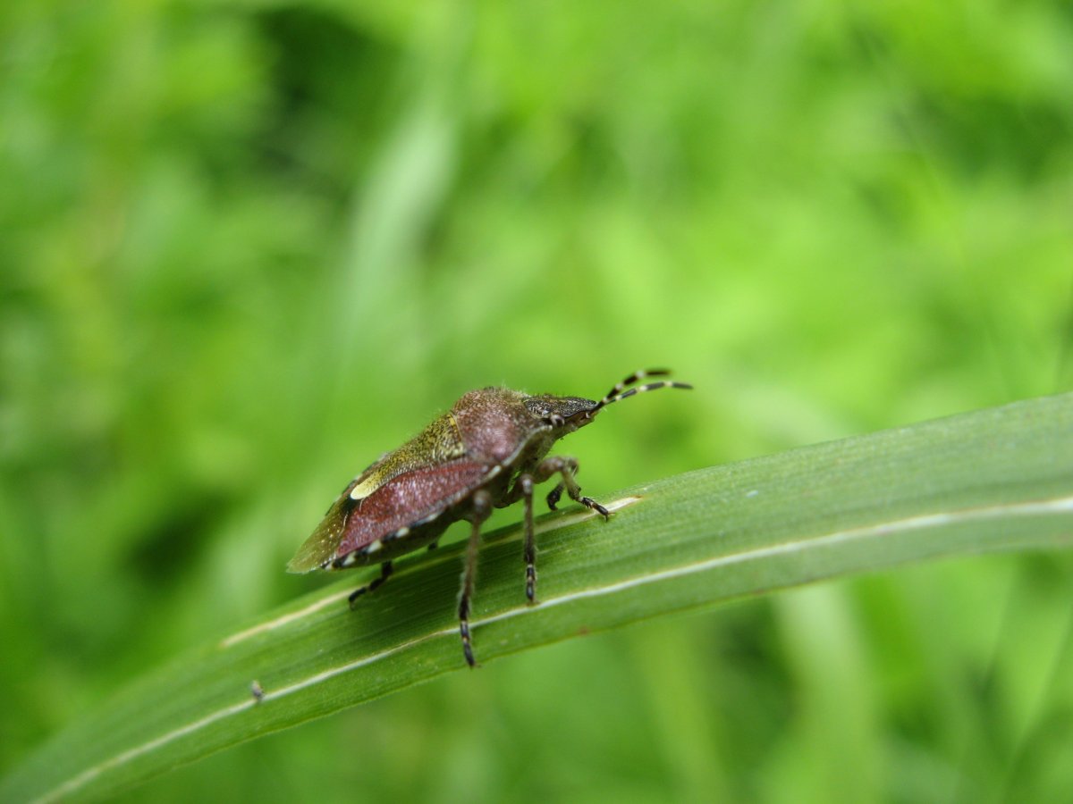 Elasmucha grisea