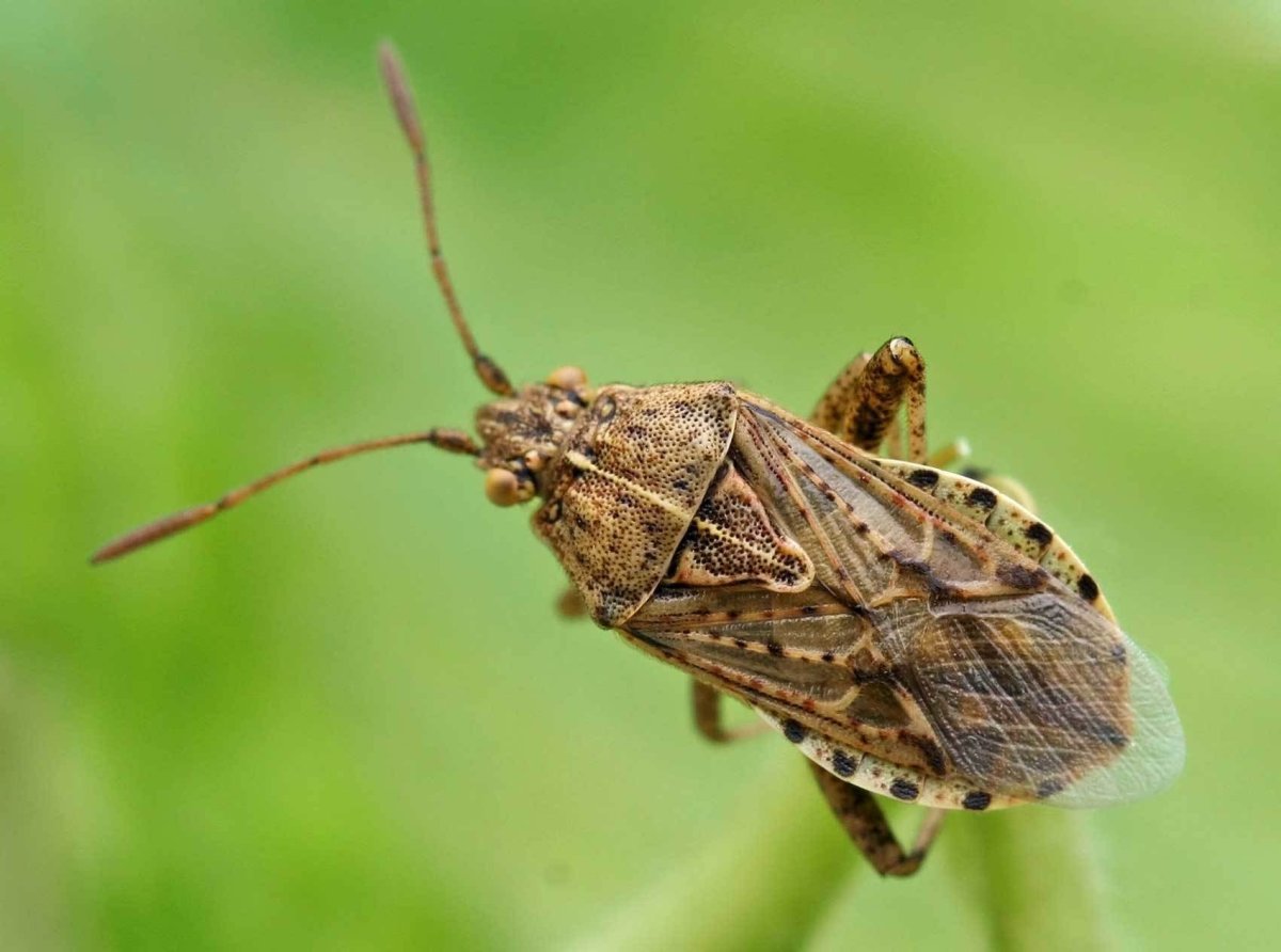 Березовый клоп