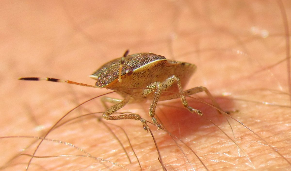 Клоп капустный (Eurydema ventralis)