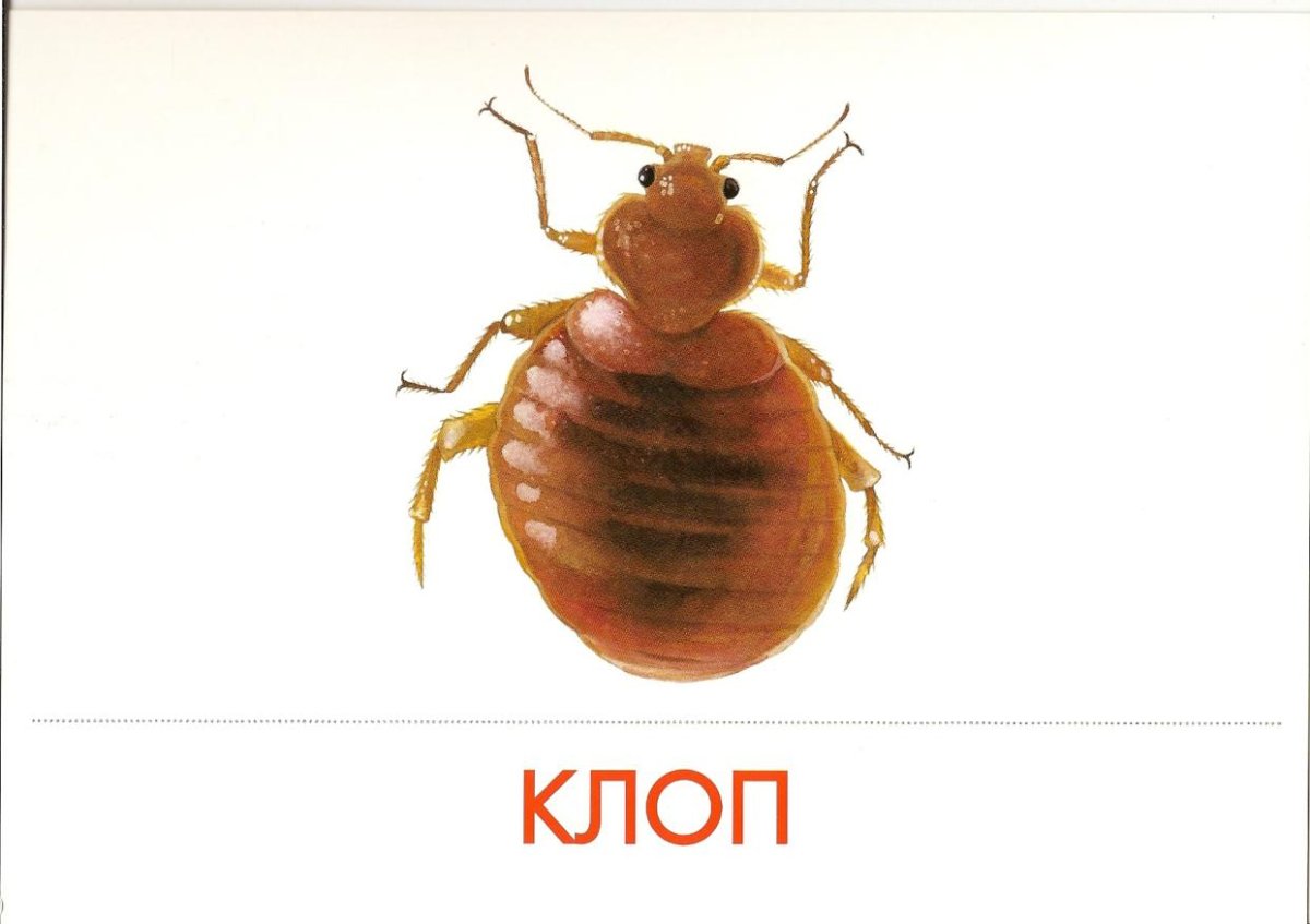 Дубовый клоп Кружевница