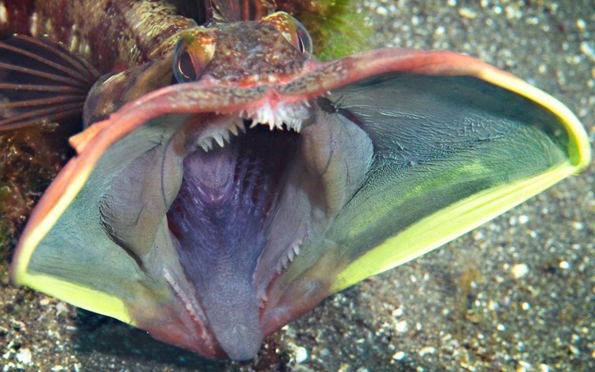 Щучья морская собачка (Neoclinus blanchardi)