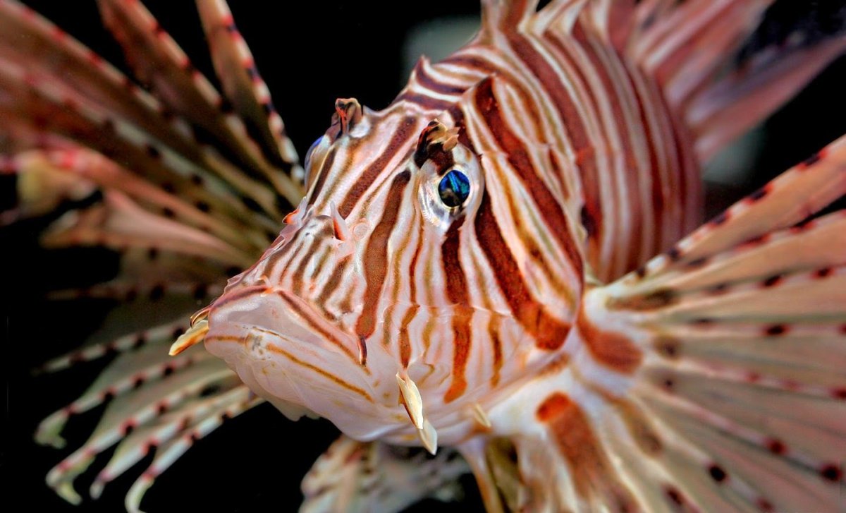 Крылатка-Зебра чернополосая