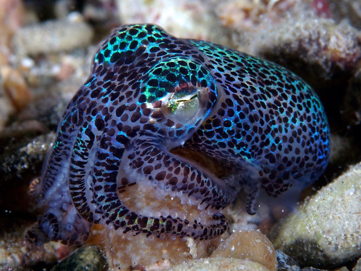 Bobtail Squid
