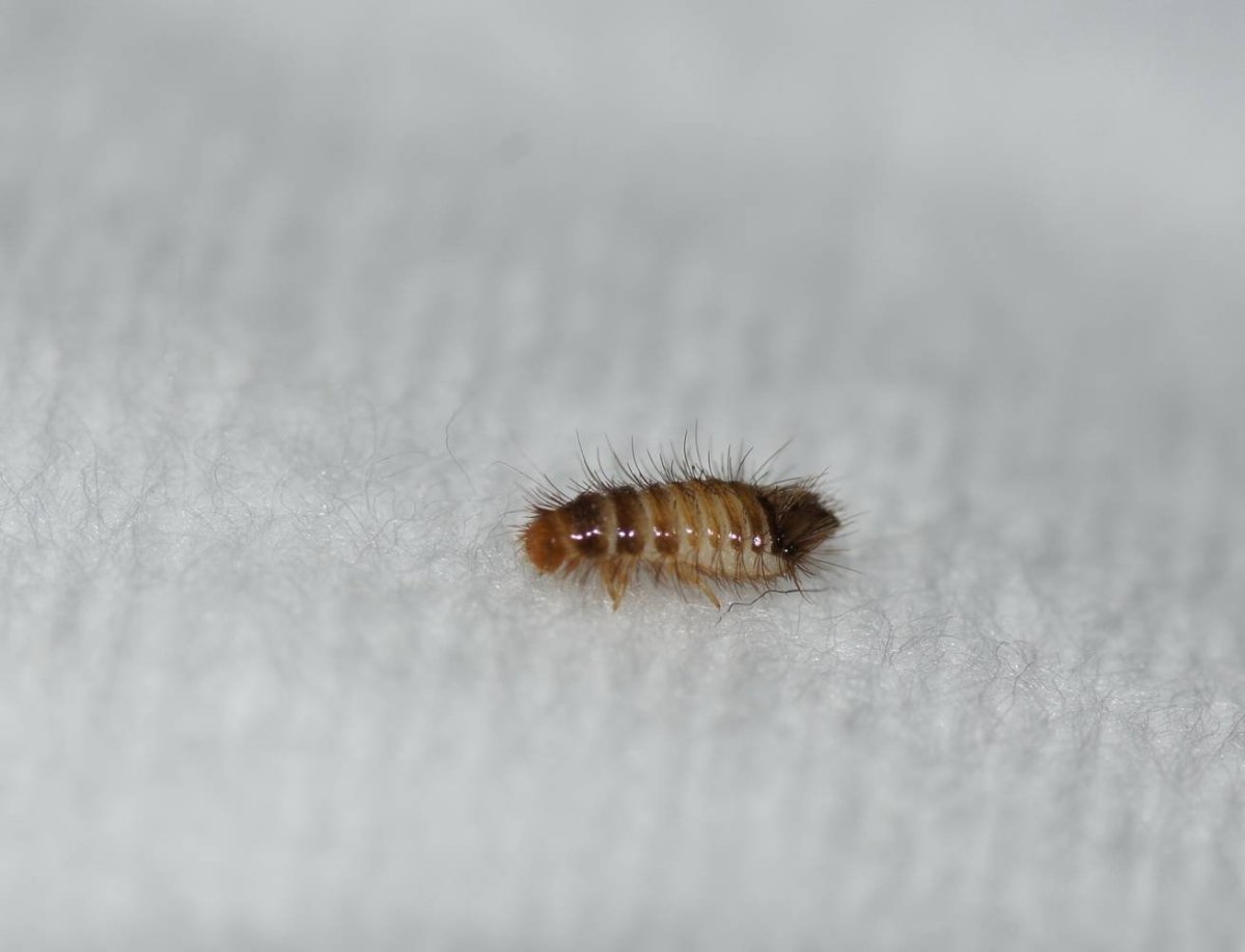 Личинка жука кожееда