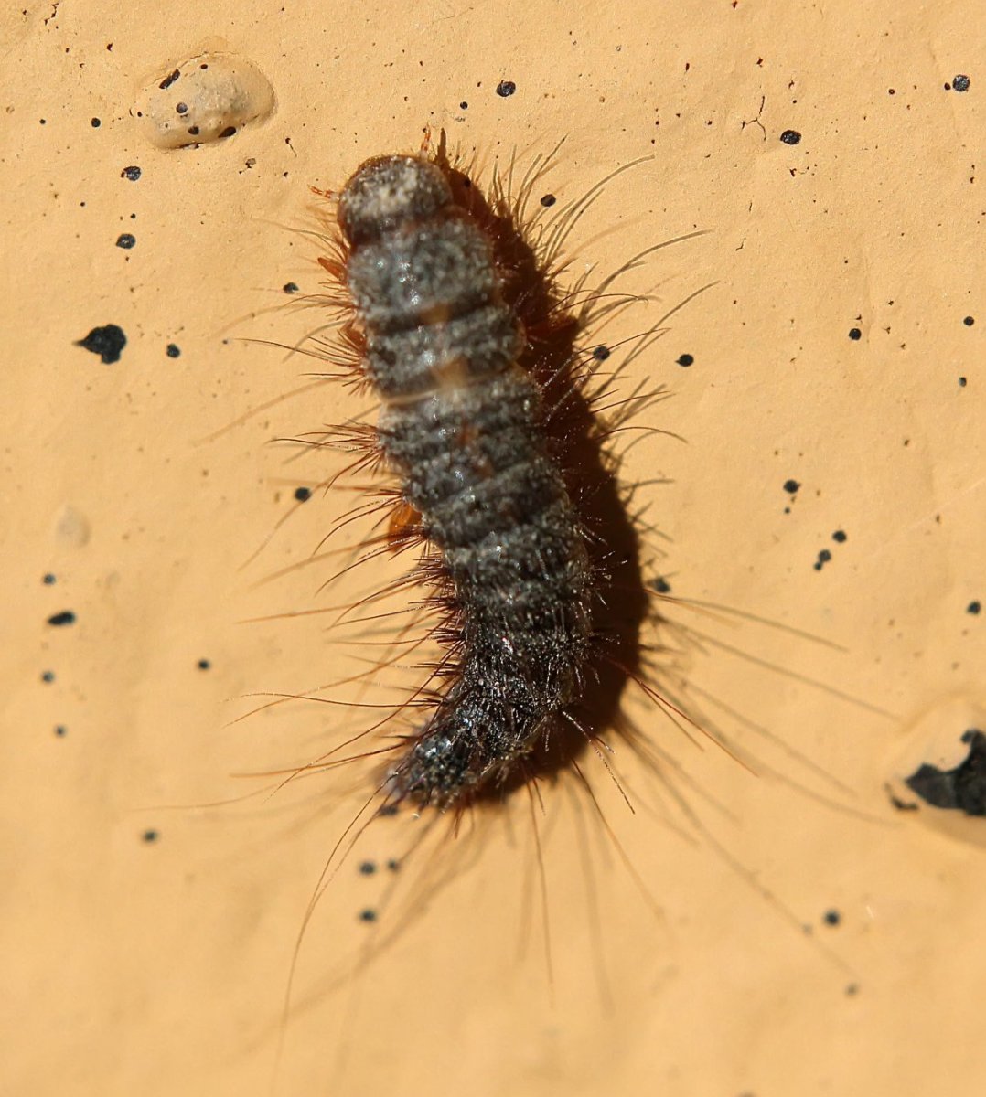 Личинка жука кожееда