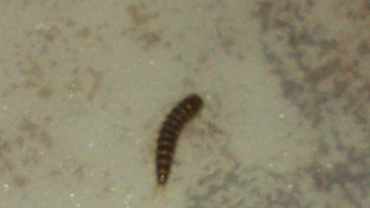 Личинка моли коричневая