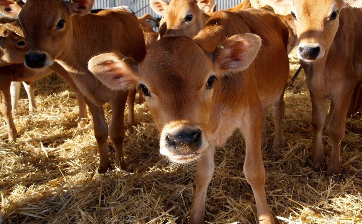 Jersey Cattle