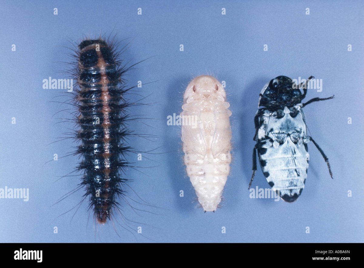 Dermestes Lardarius Larvae