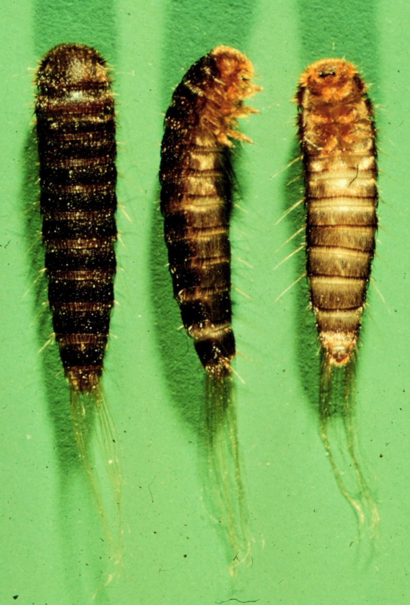 Attagenus Carpet Beetle Larva