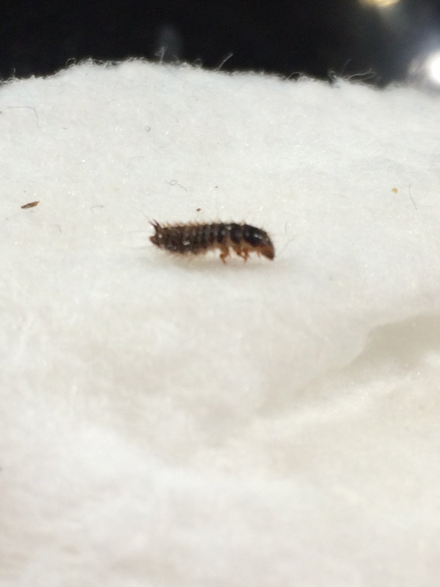 Платяная моль гусеница бабочки