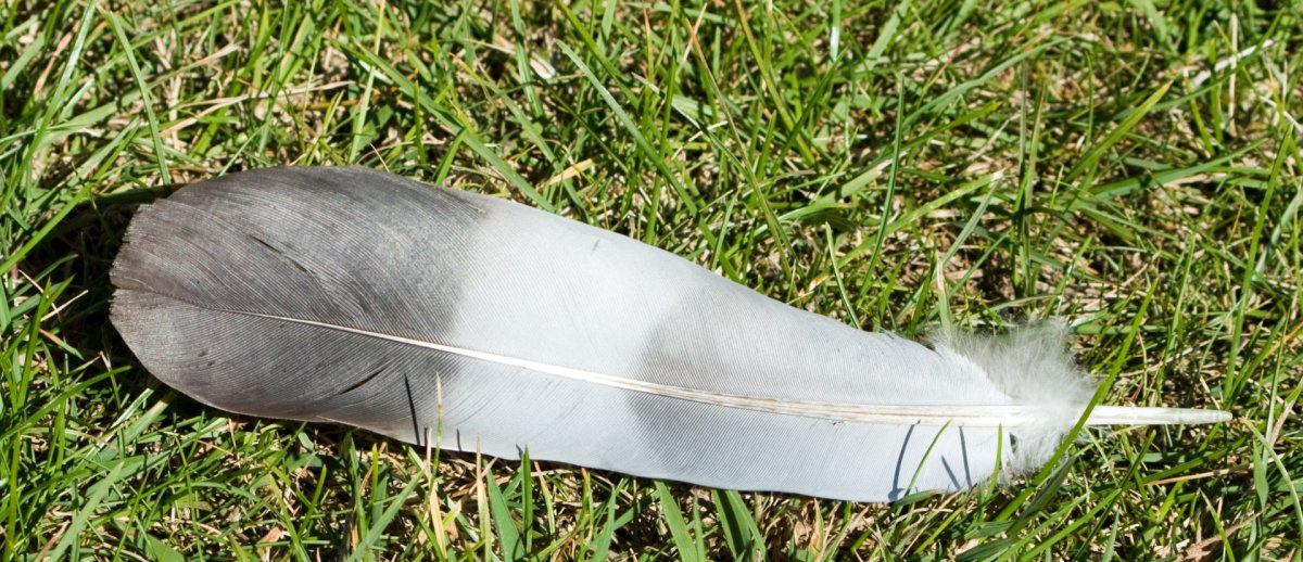 Перья на земле