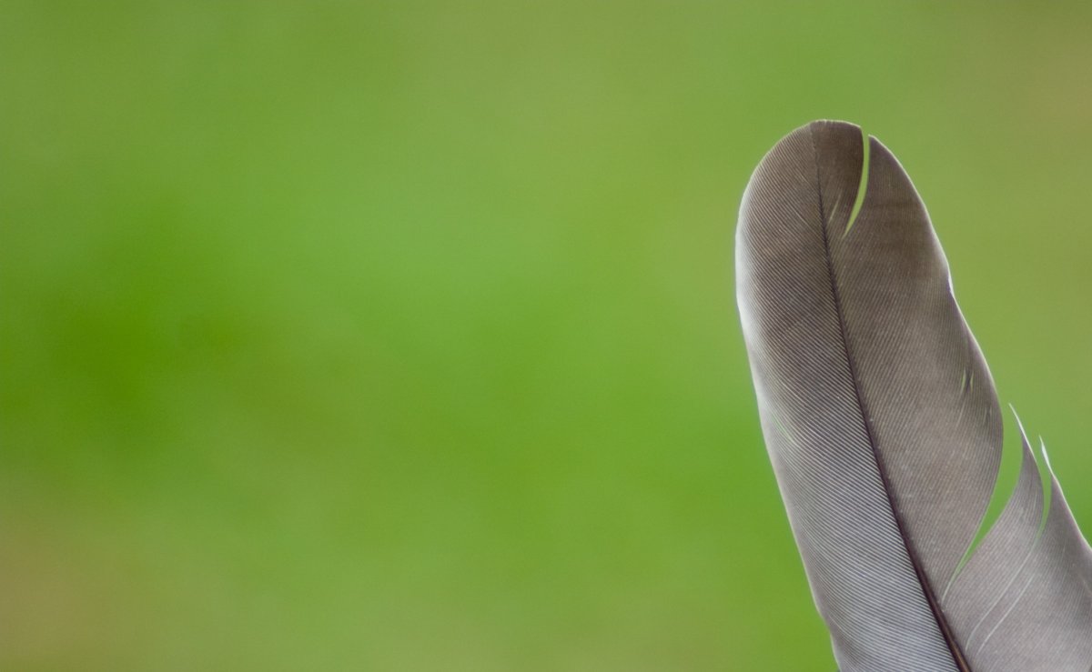 Перья птиц макро