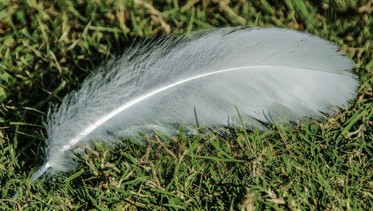 Птичье перо