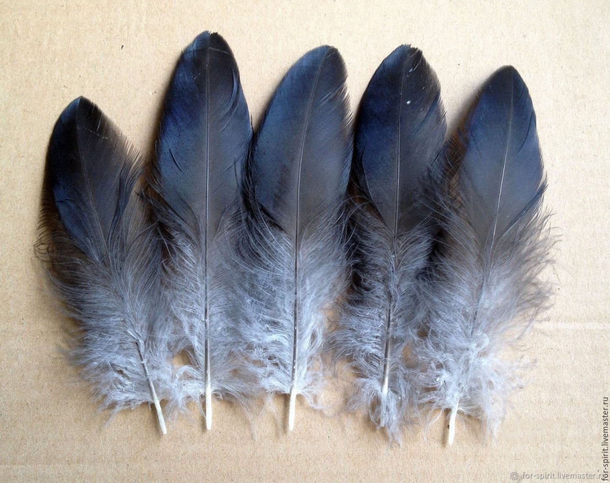 Перо вороны