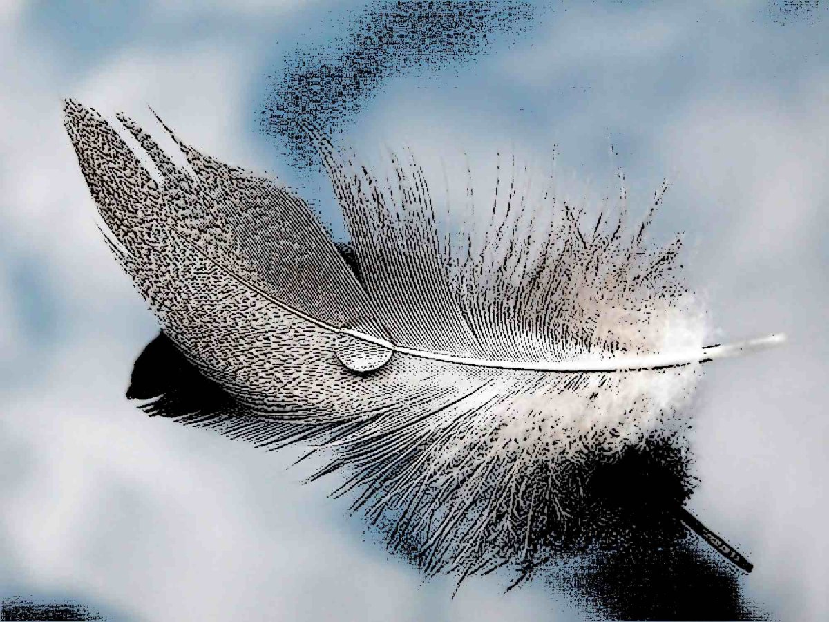 Перья летят