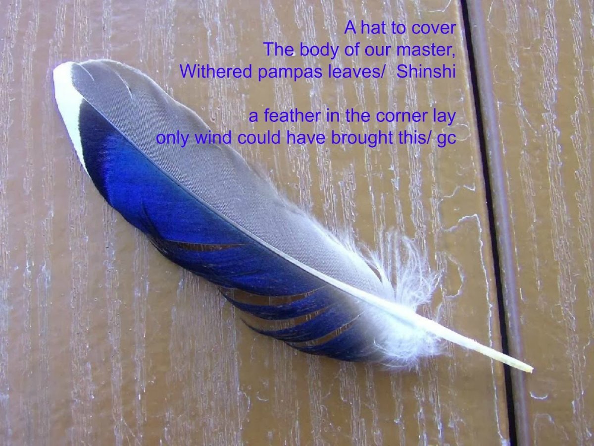 Перо ласточки