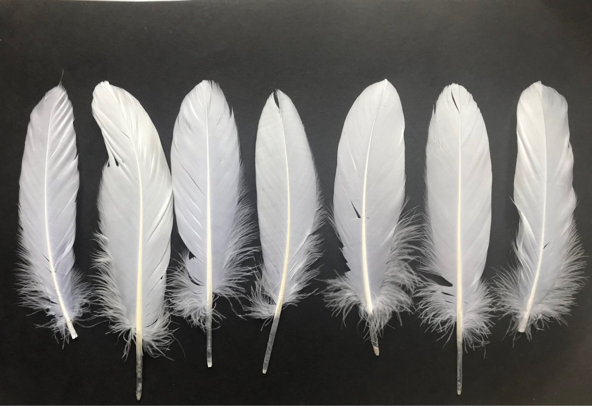 Красивые перья птиц