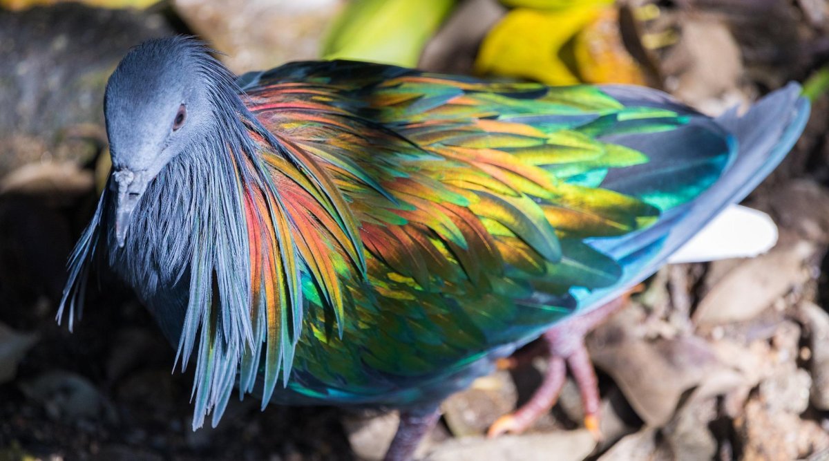 Радужный голубь