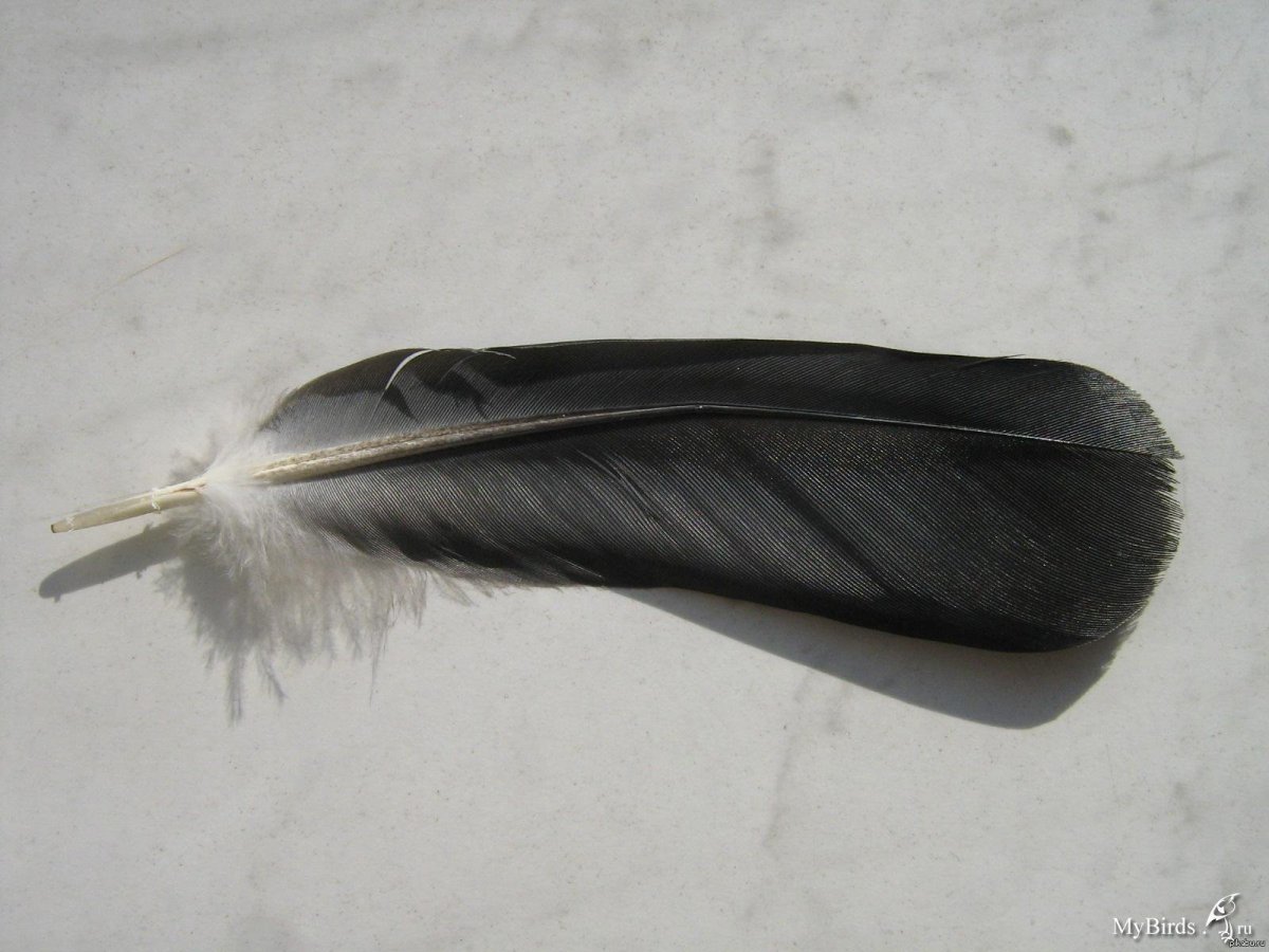 Перо ворона