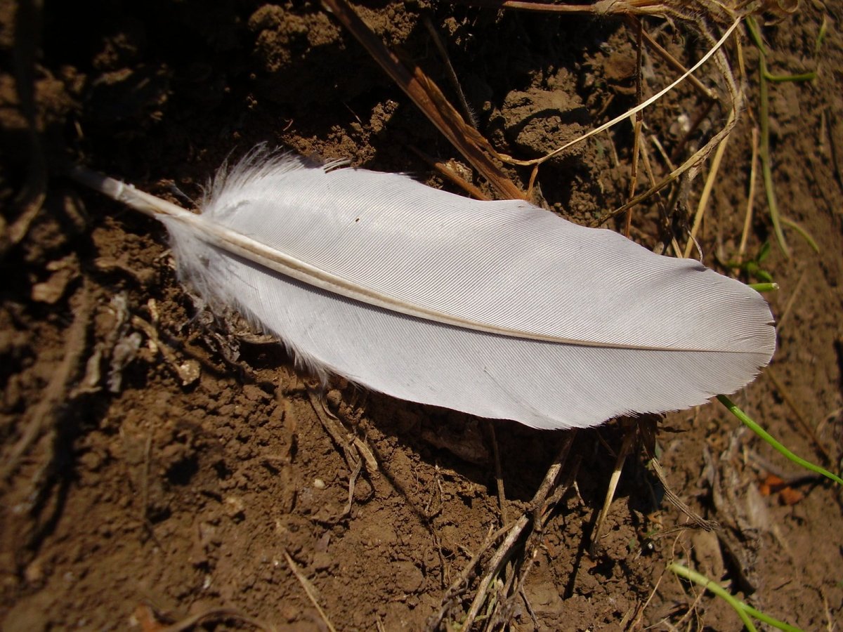 Птичьи перья на земле