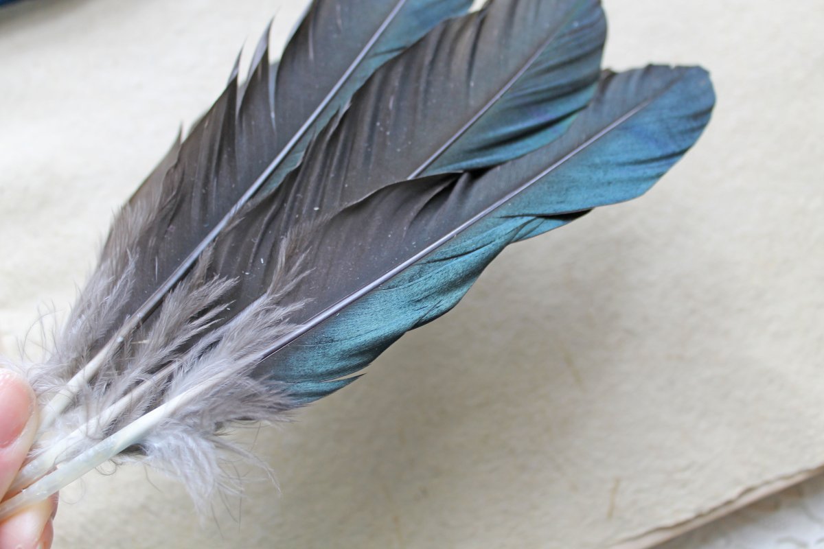 Перо ворона