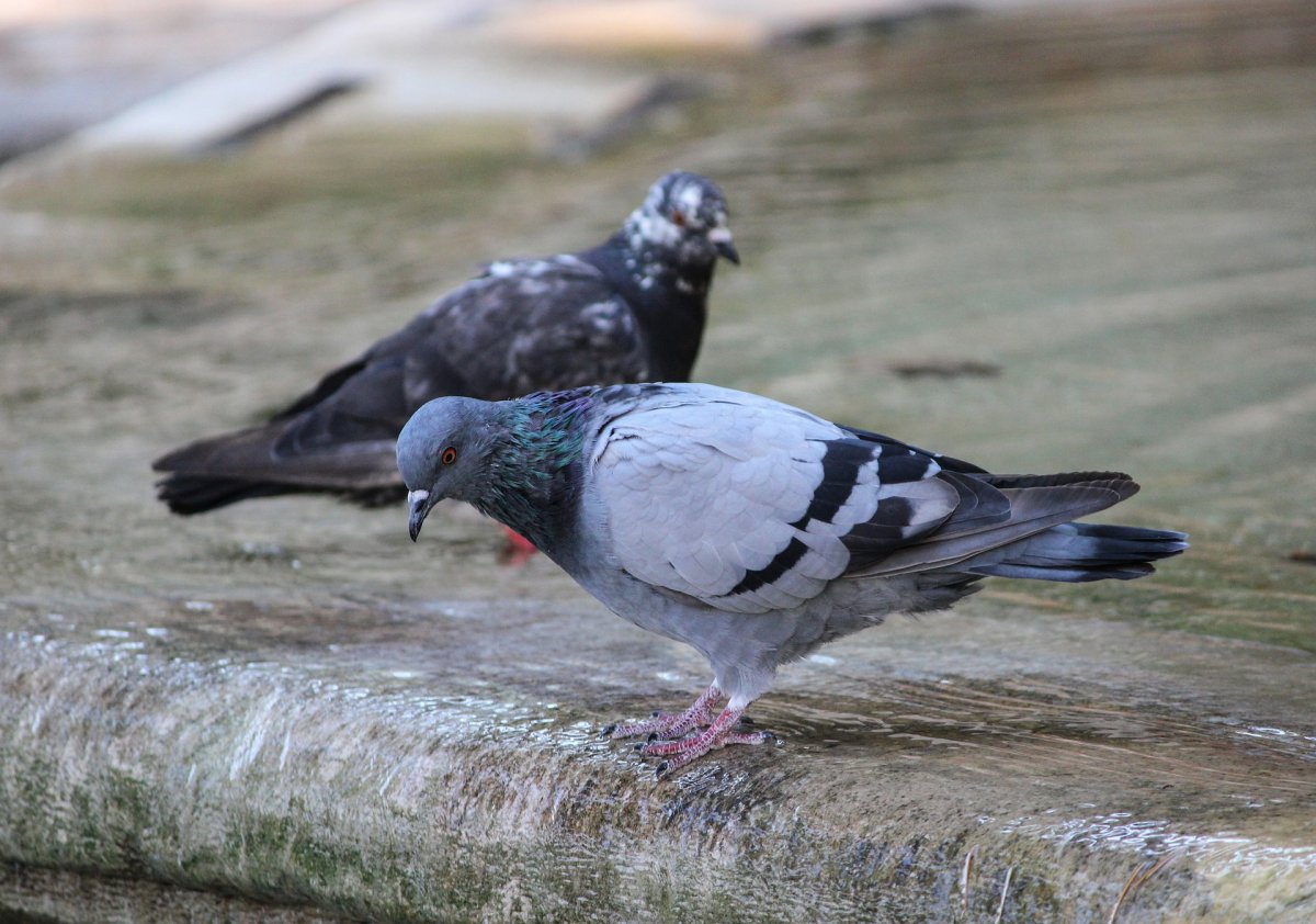 Перуанский голубь