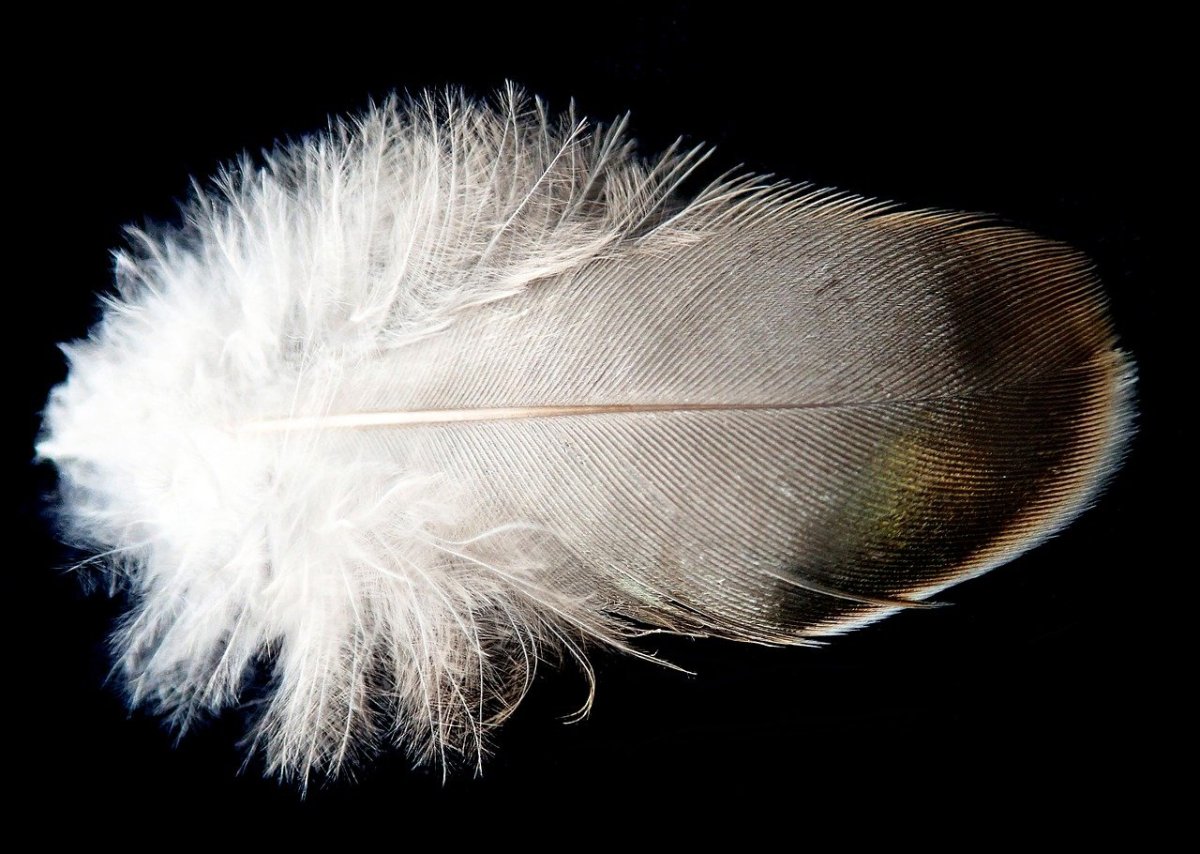 Перо голубя